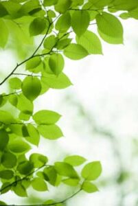 What’s Your Favorite Environmental Literature? Image